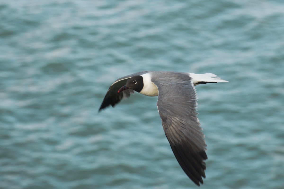 笑鷗 - ML639107504