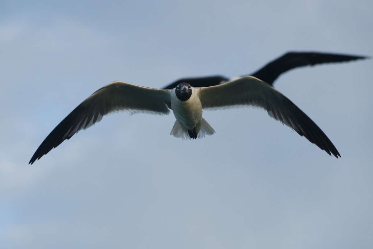 笑鷗 - ML639107505