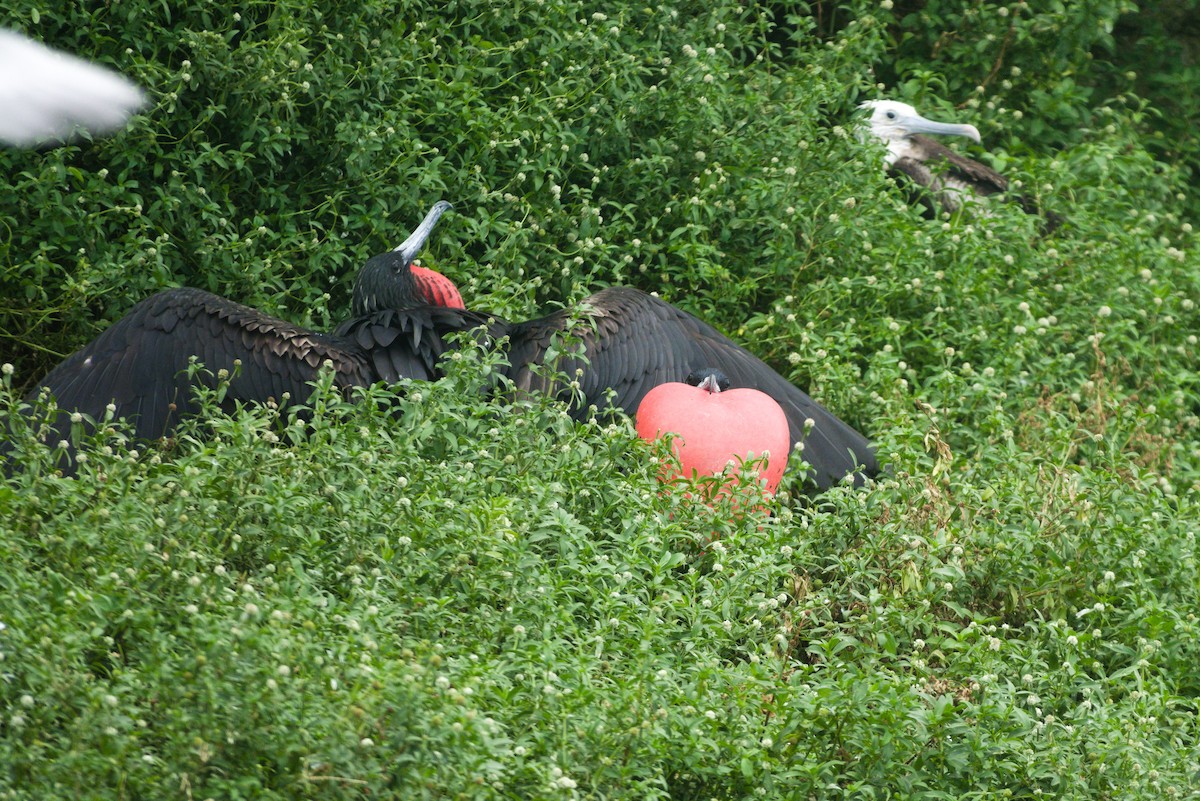 Magnificent Frigatebird - ML639107515