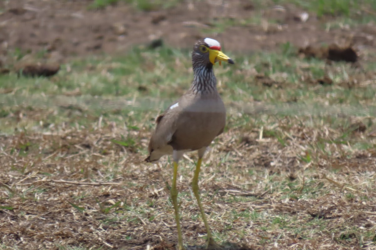 Wattled Lapwing - ML639107535