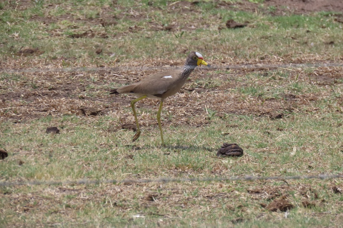 Wattled Lapwing - ML639107536
