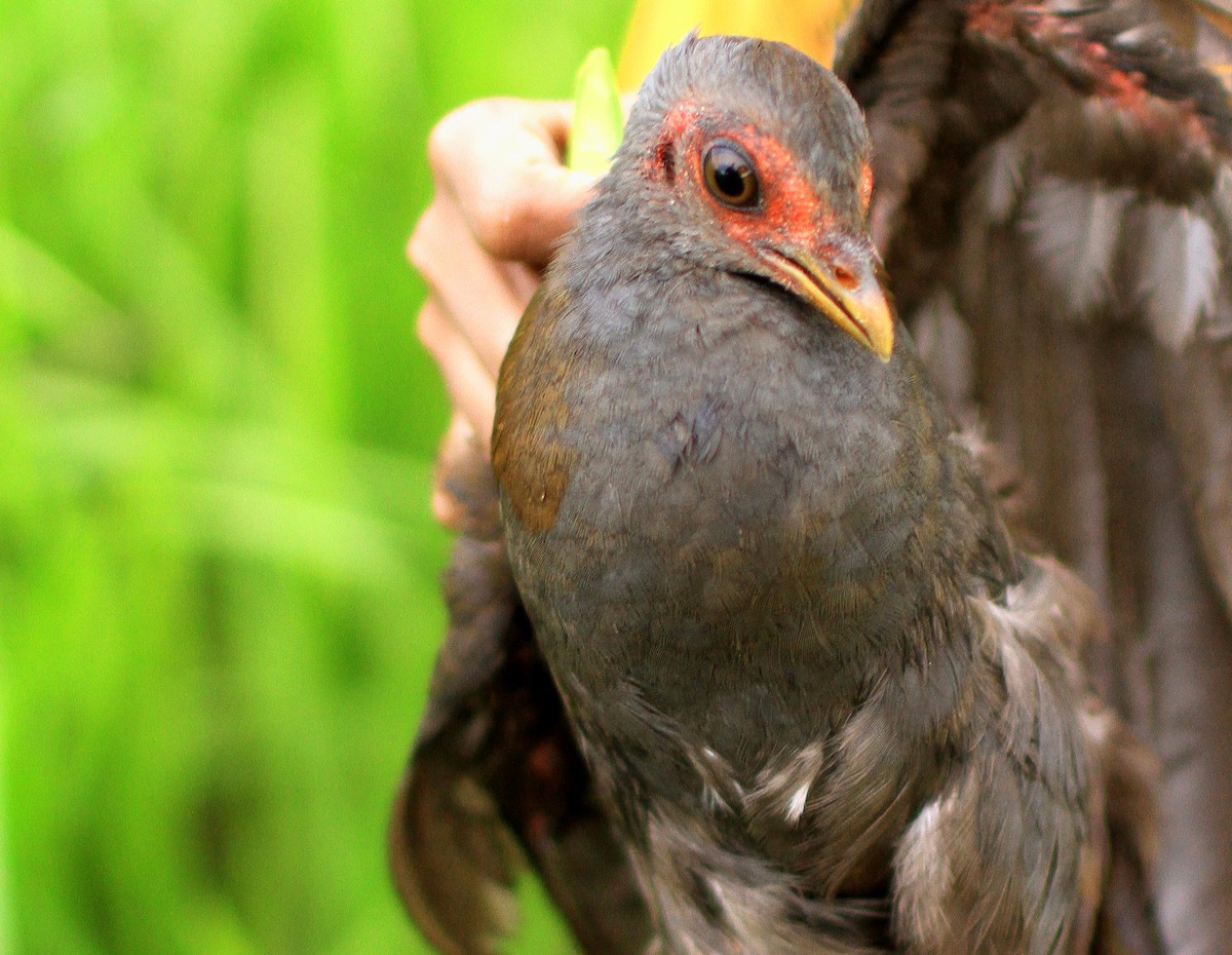 Philippinen-Großfußhuhn - ML639107569