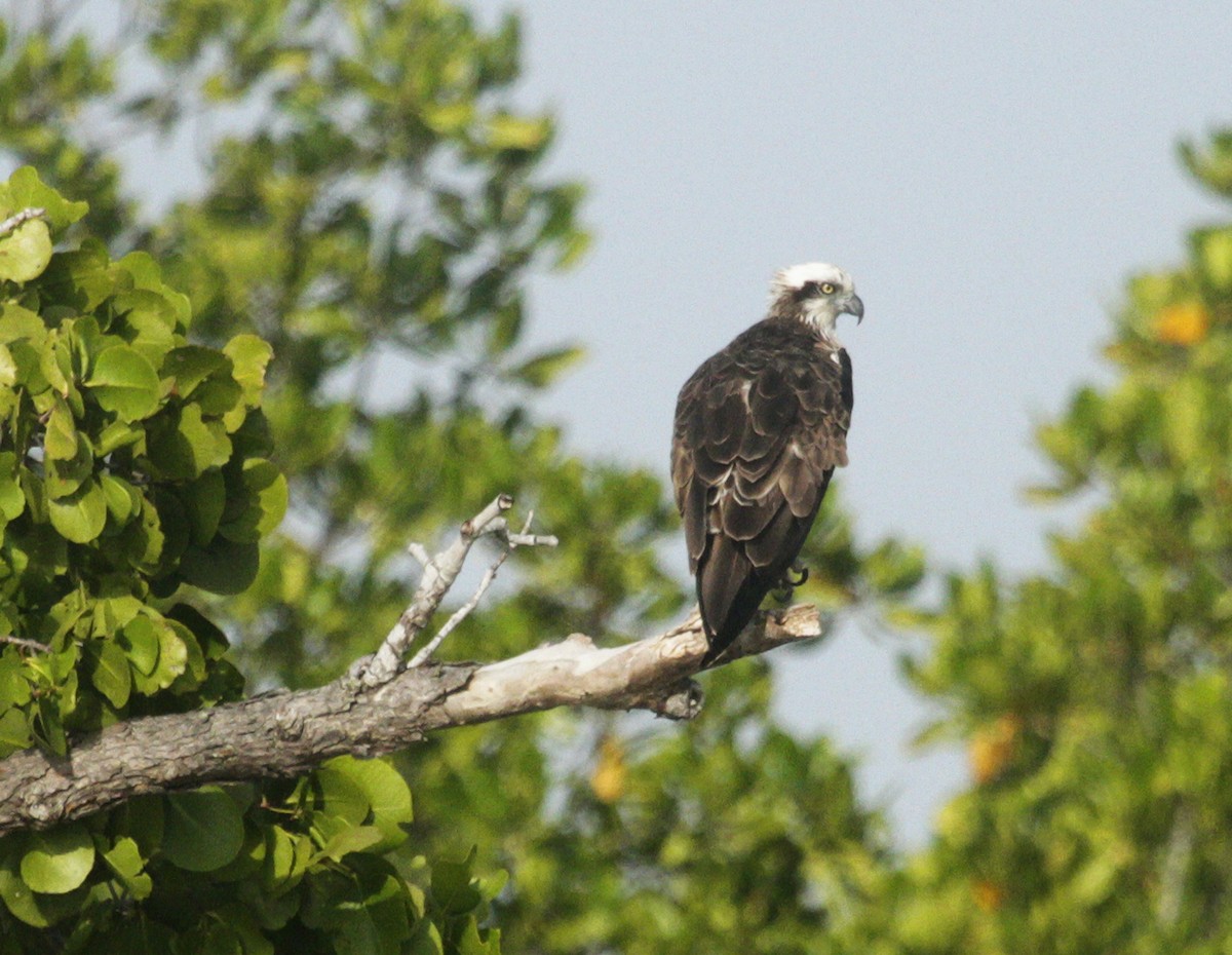 Osprey - ML639107664