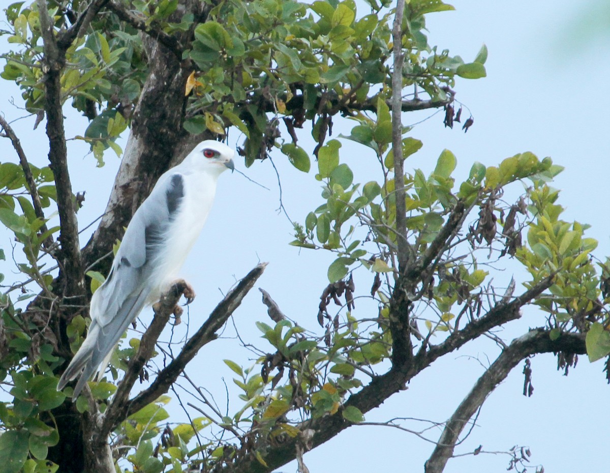 Black-winged Kite - ML639107690