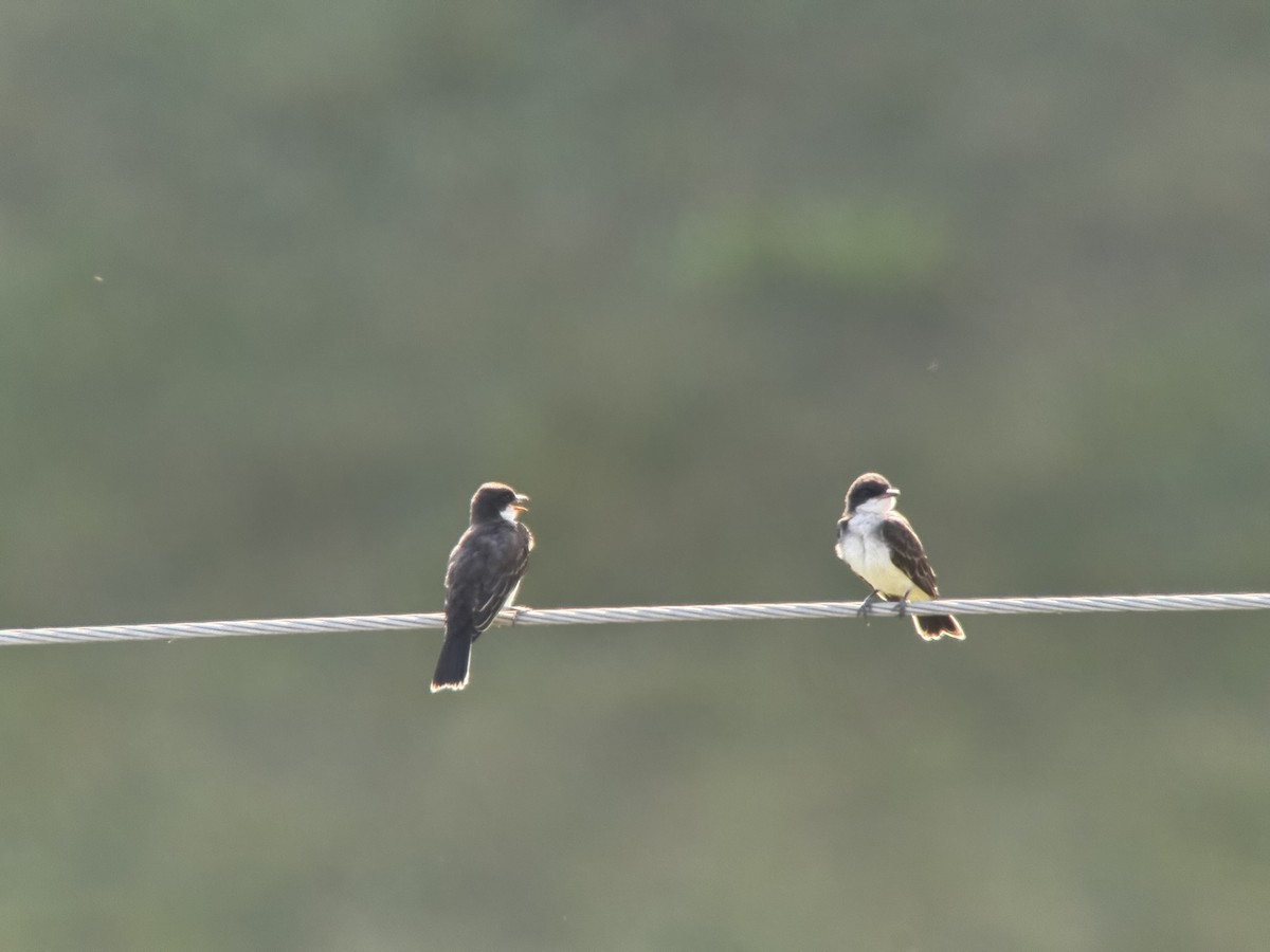 Eastern Kingbird - ML639107698