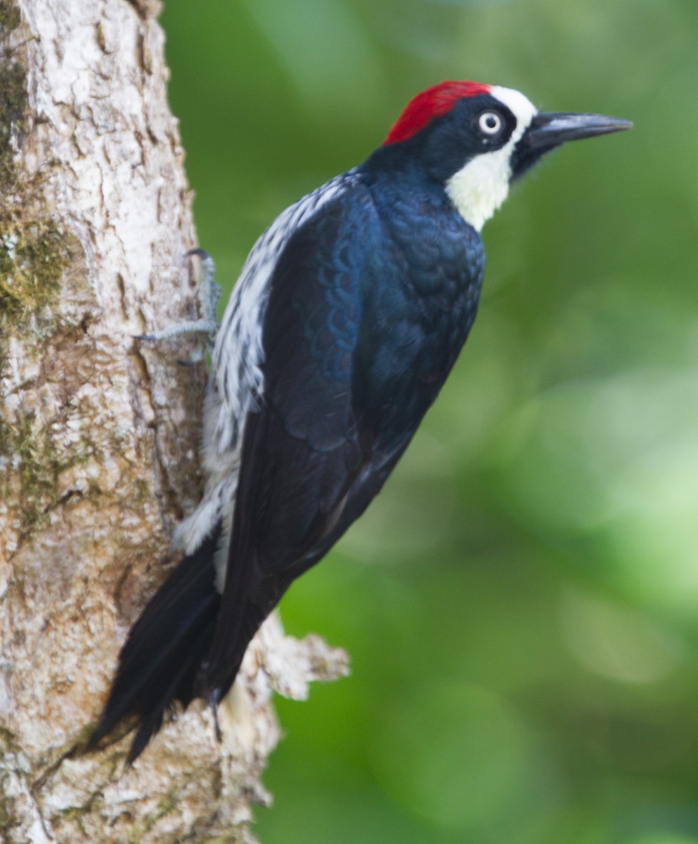 Acorn Woodpecker - ML639107710