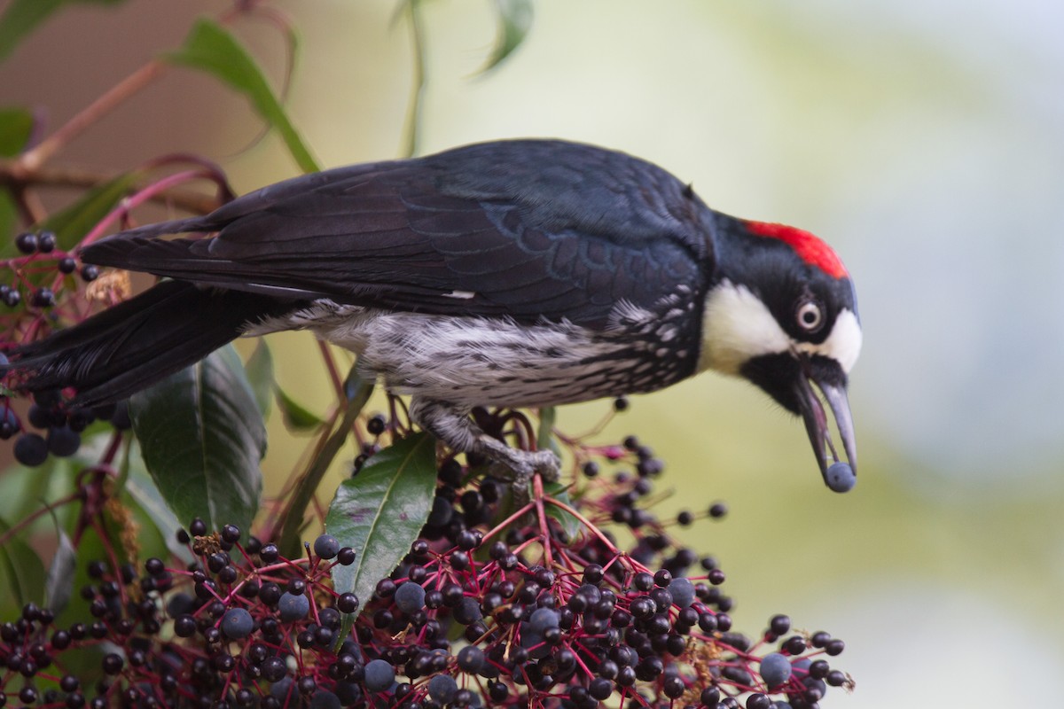 Acorn Woodpecker - ML639107711