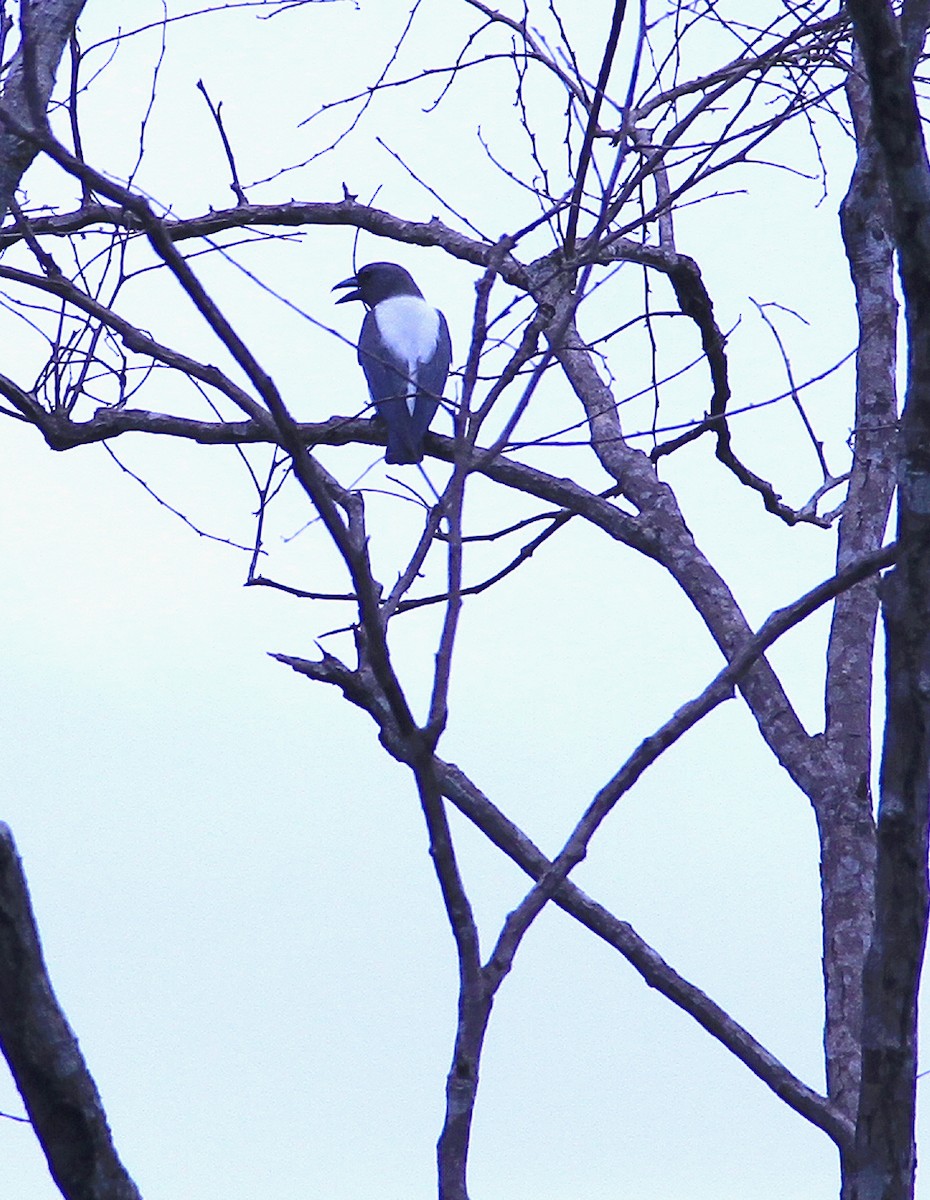 Ivory-backed Woodswallow - ML639107763