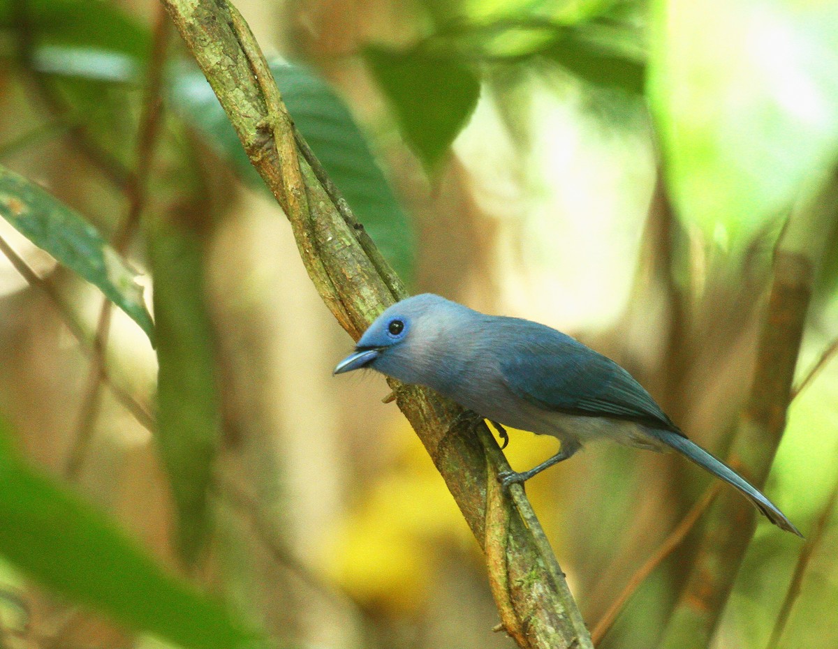 Pale-blue Monarch - ML639107790