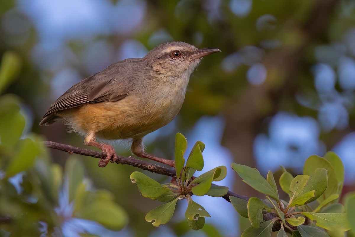 Long-billed Crombec - ML639107799