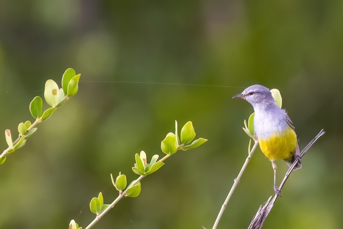 Yellow-bellied Eremomela - ML639107805