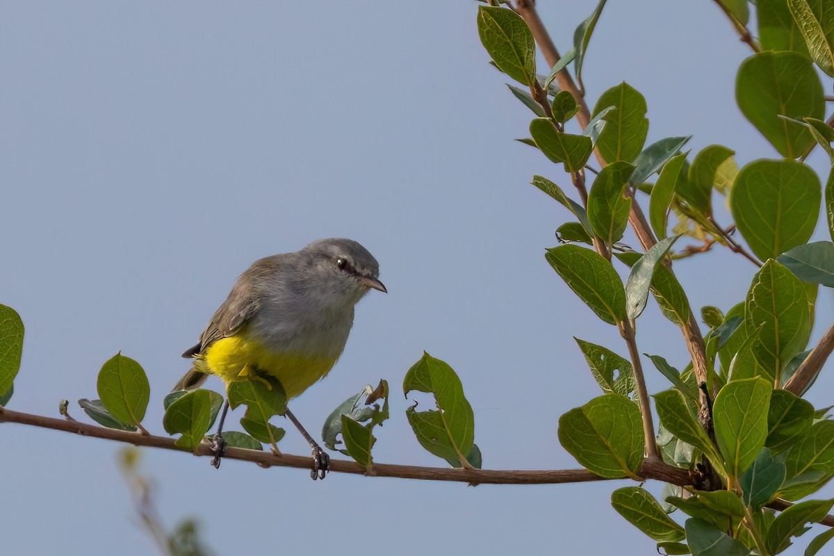 Yellow-bellied Eremomela - ML639107806