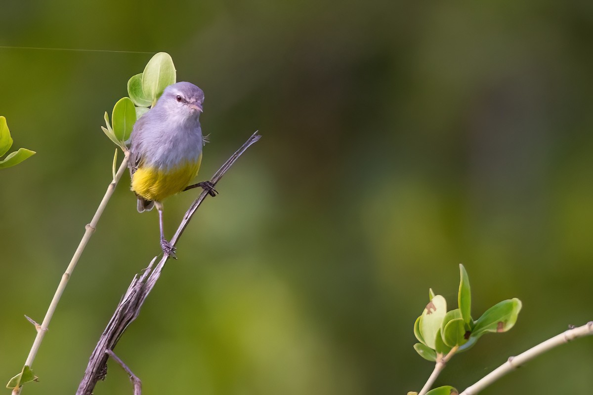 Yellow-bellied Eremomela - ML639107809