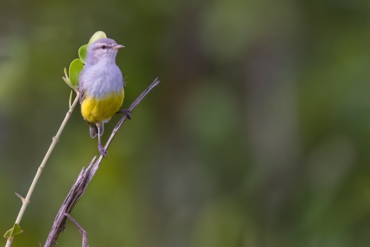 Yellow-bellied Eremomela - ML639107810