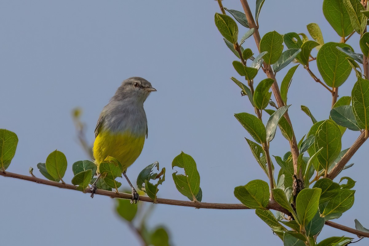 Yellow-bellied Eremomela - ML639107812