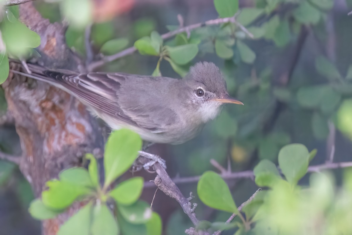 Olive-tree Warbler - ML639107819