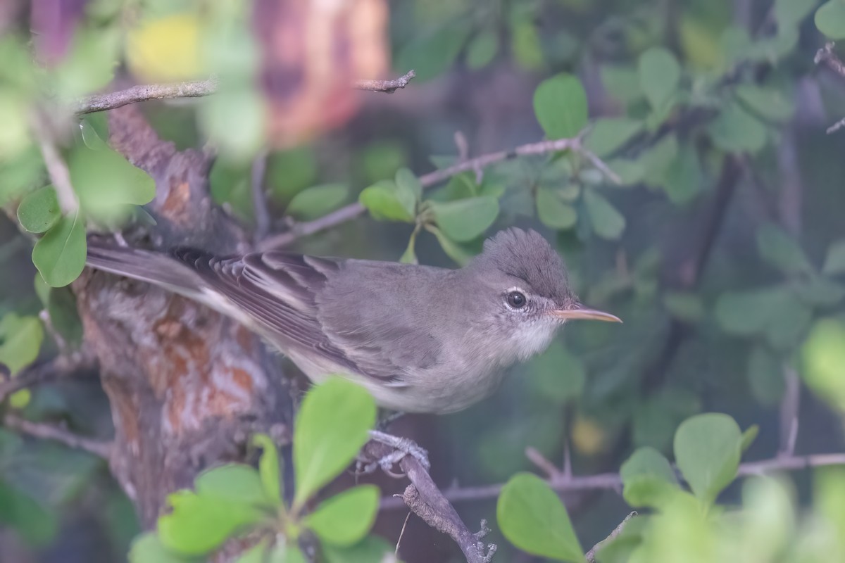 Olive-tree Warbler - ML639107820