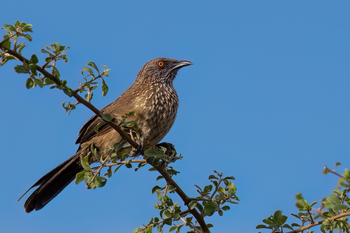 Arrow-marked Babbler - ML639107825