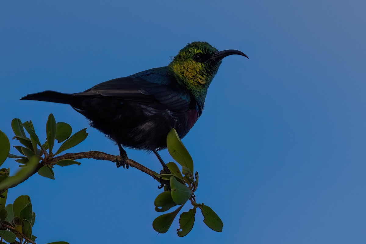 Marico Sunbird - ML639107867
