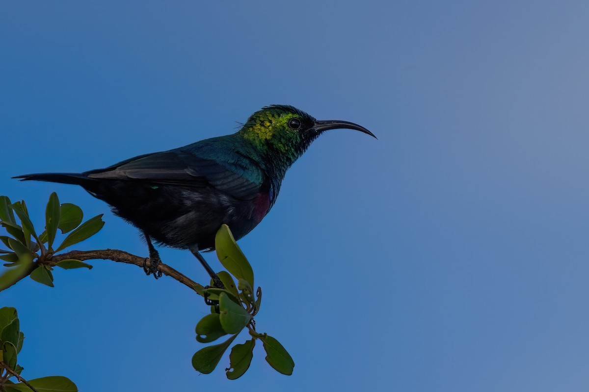 Marico Sunbird - ML639107869