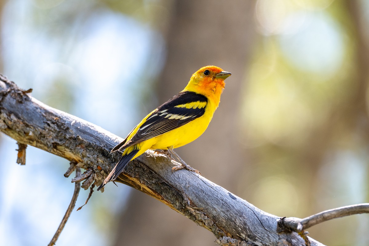 Western Tanager - ML639107873