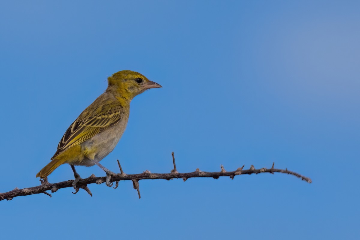 Lesser Masked-Weaver - ML639107887