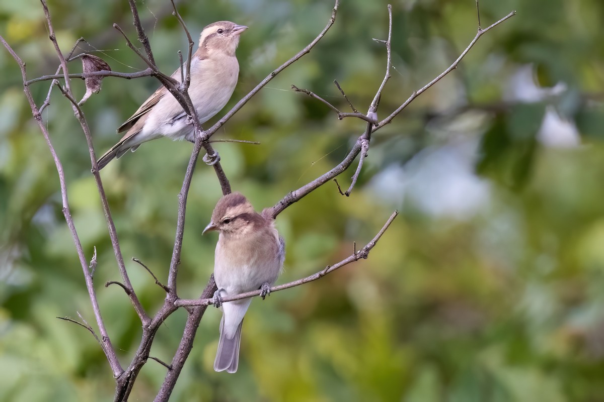 Yellow-throated Bush Sparrow - ML639107906