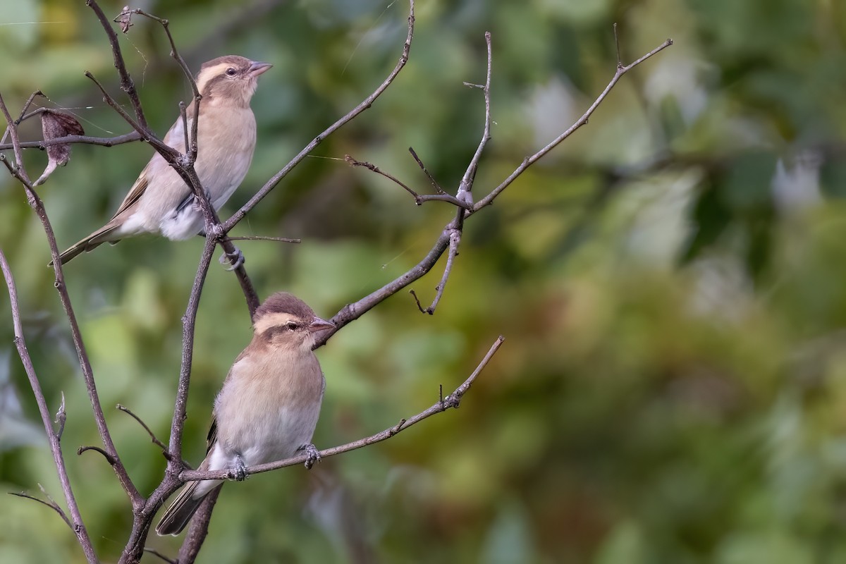 Yellow-throated Bush Sparrow - ML639107908
