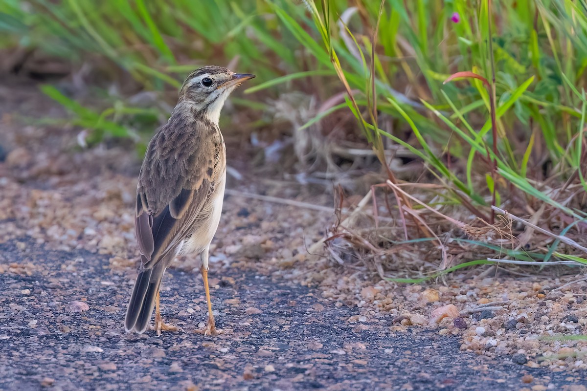African Pipit - ML639107922
