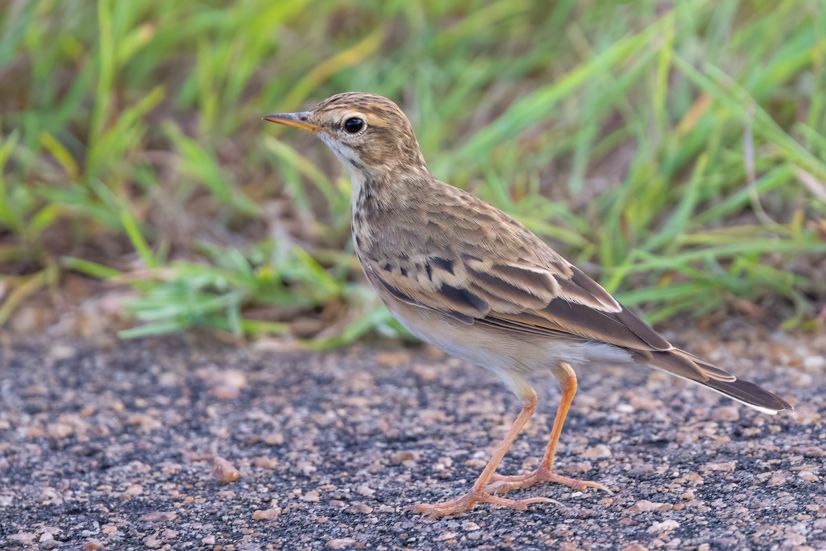 African Pipit - ML639107924
