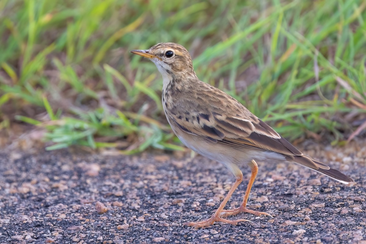 African Pipit - ML639107926
