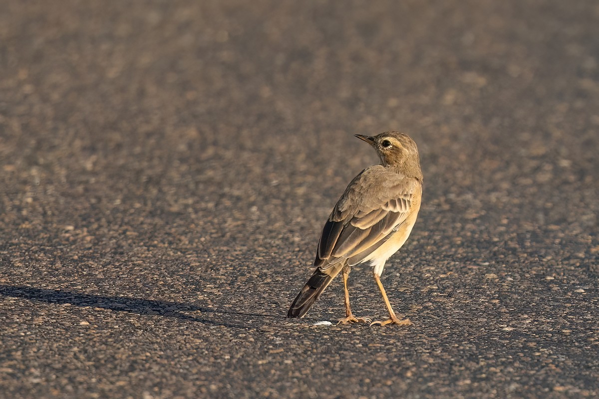Plain-backed Pipit - ML639107936