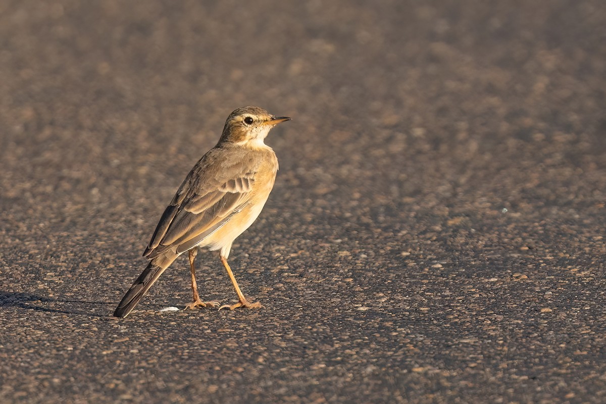 Plain-backed Pipit - ML639107937