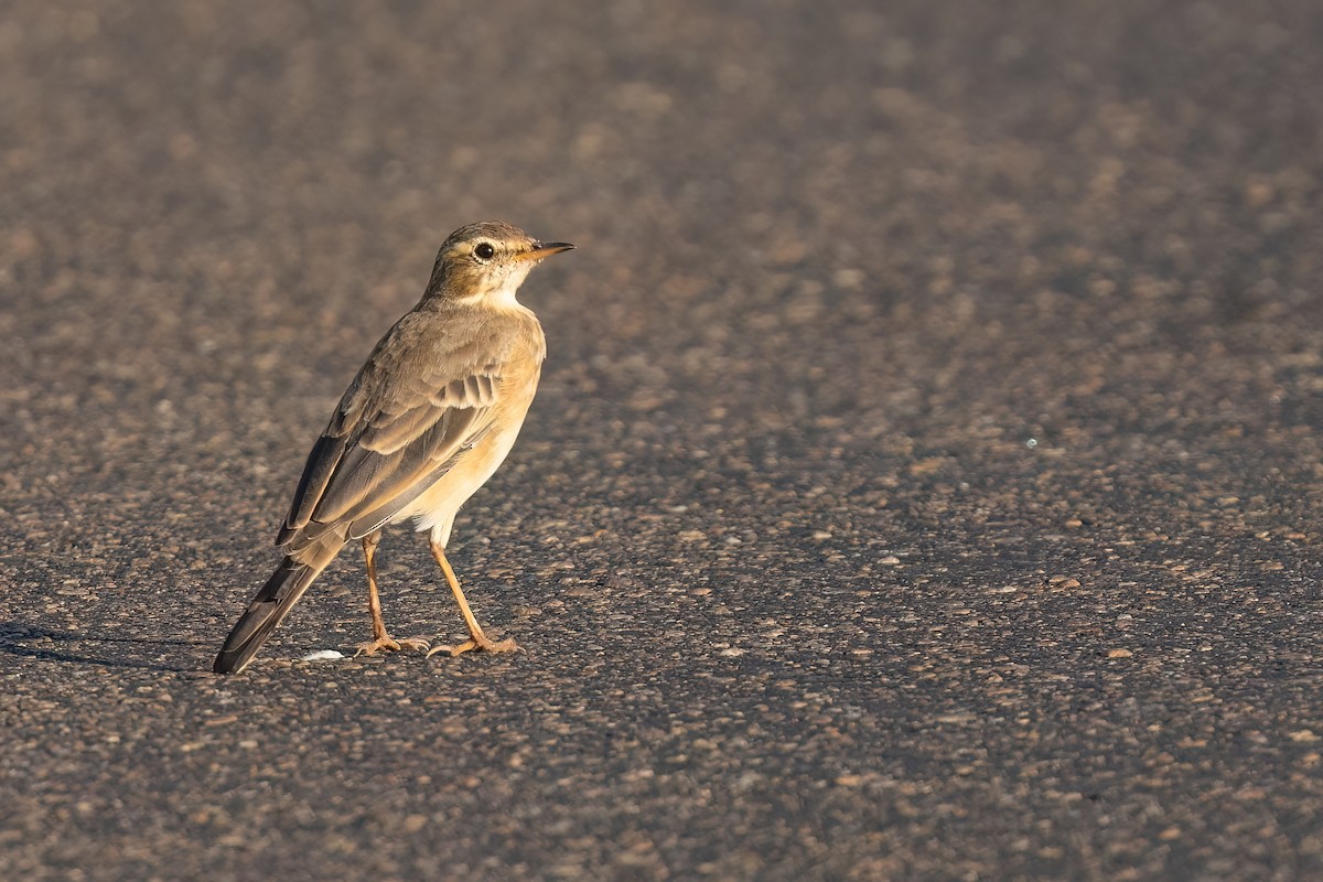 Plain-backed Pipit - ML639107938
