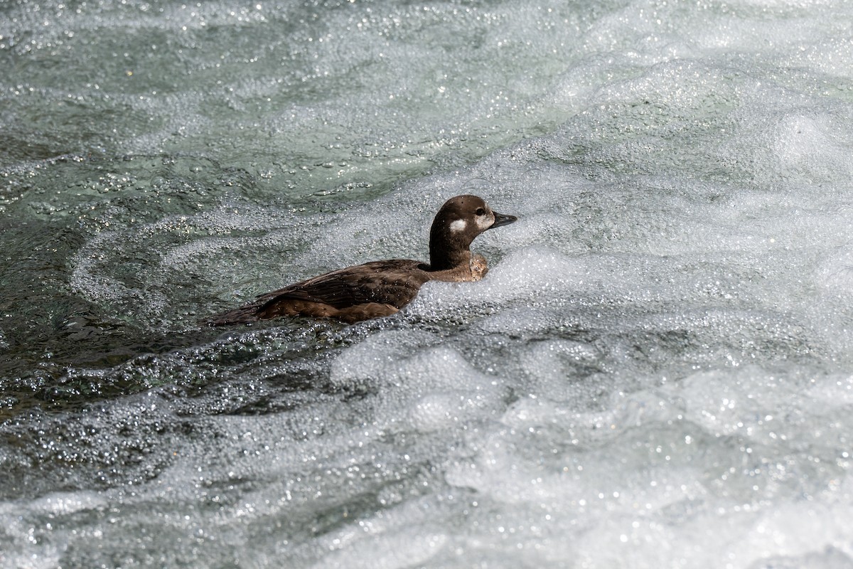 Harlequin Duck - ML639107970