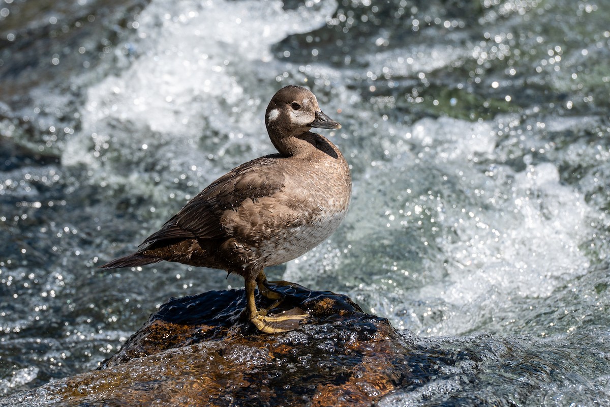 Harlequin Duck - ML639107971