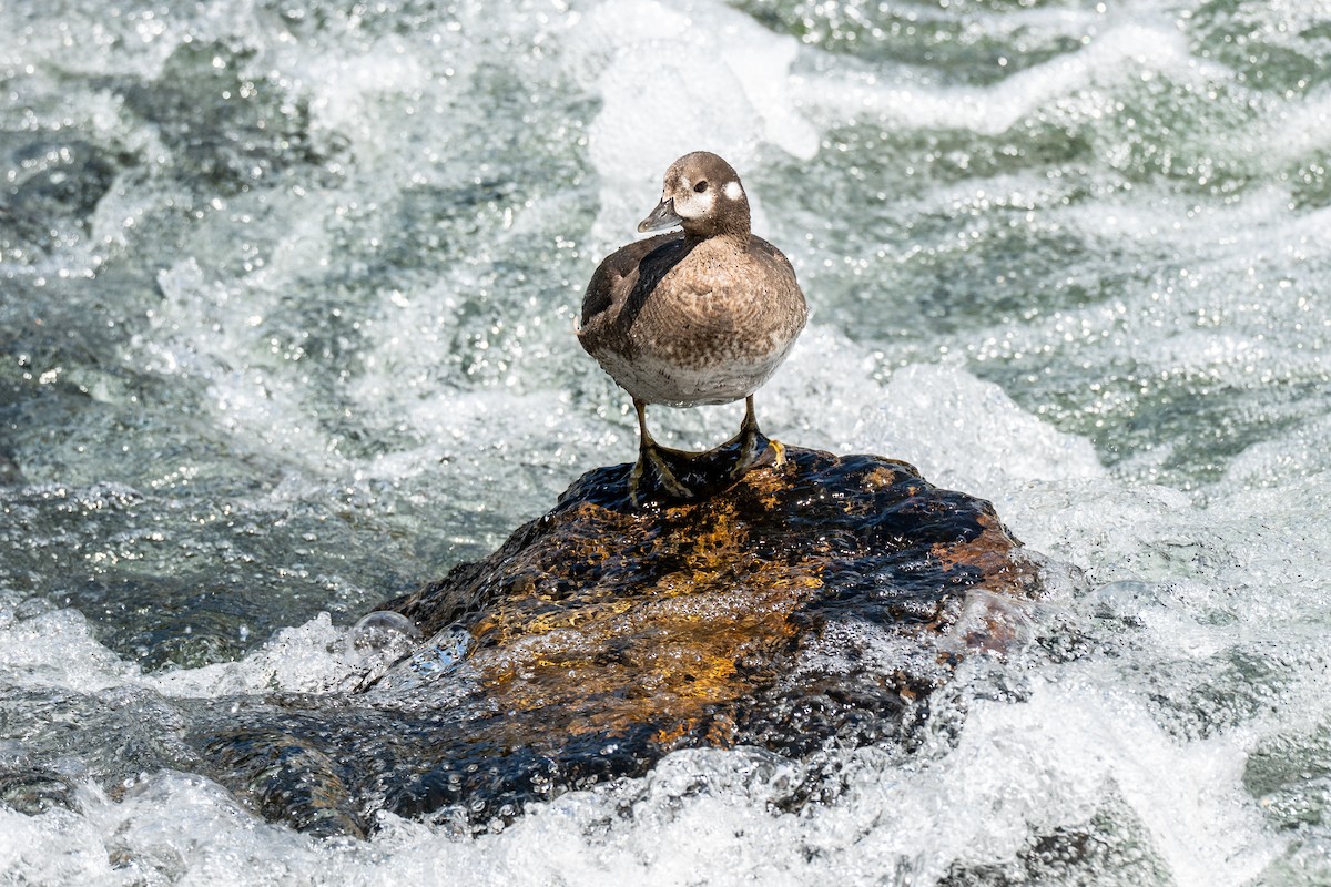 Harlequin Duck - ML639107972
