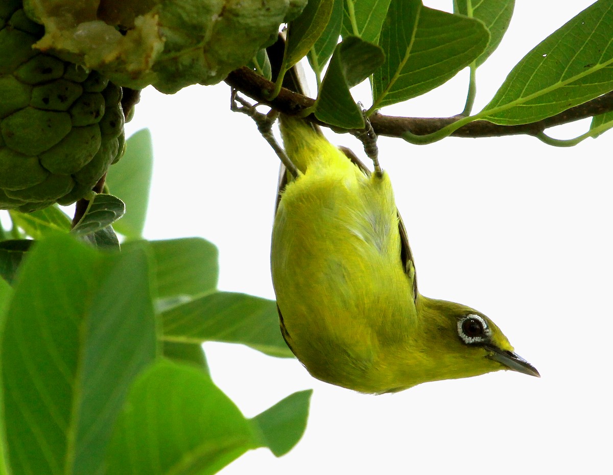 Lemon-bellied White-eye - ML639107983