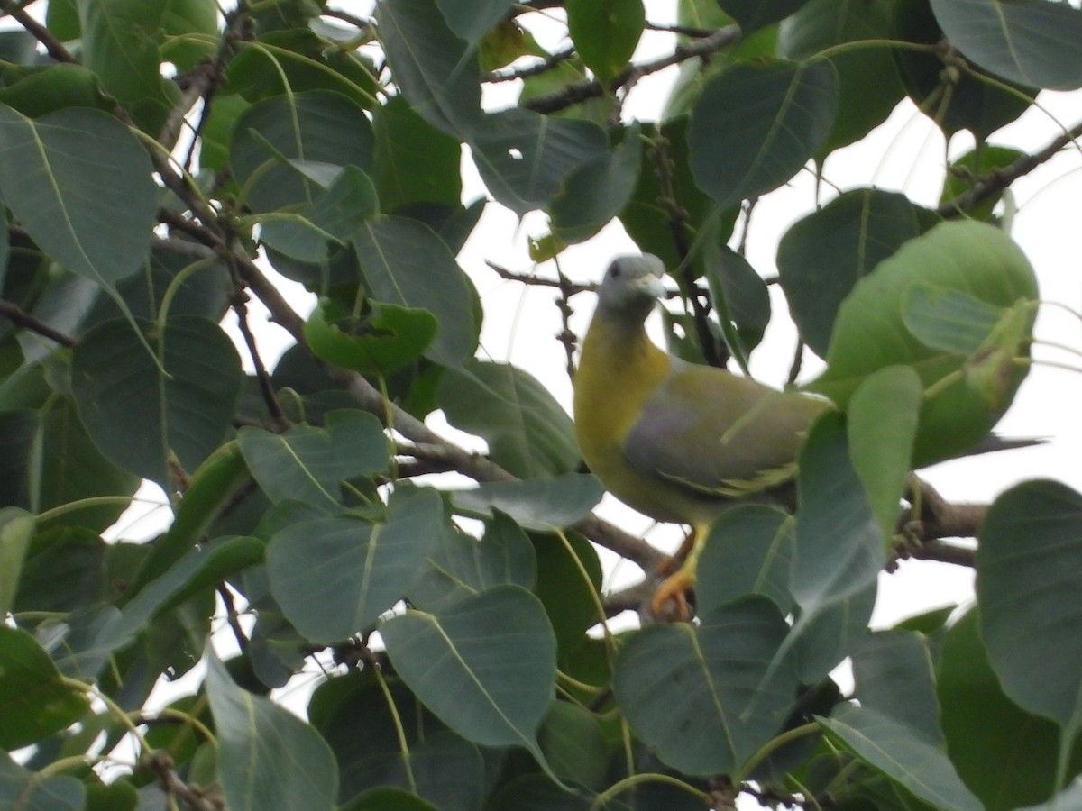 Yellow-footed Green-Pigeon - ML639108066