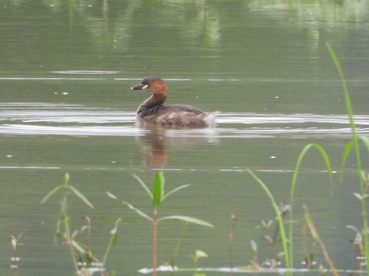 Little Grebe - ML639108074