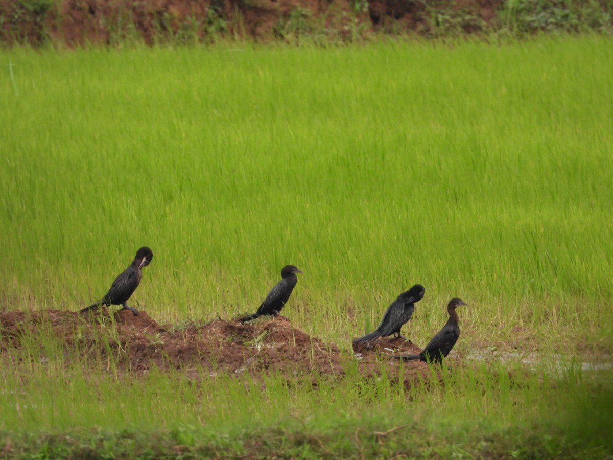 Little Cormorant - ML639108080