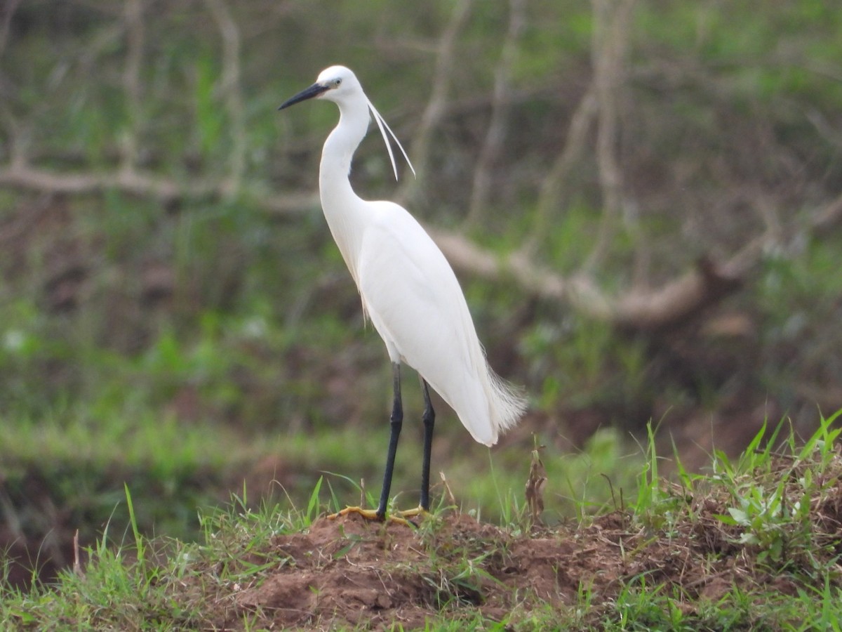 Little Egret - ML639108082