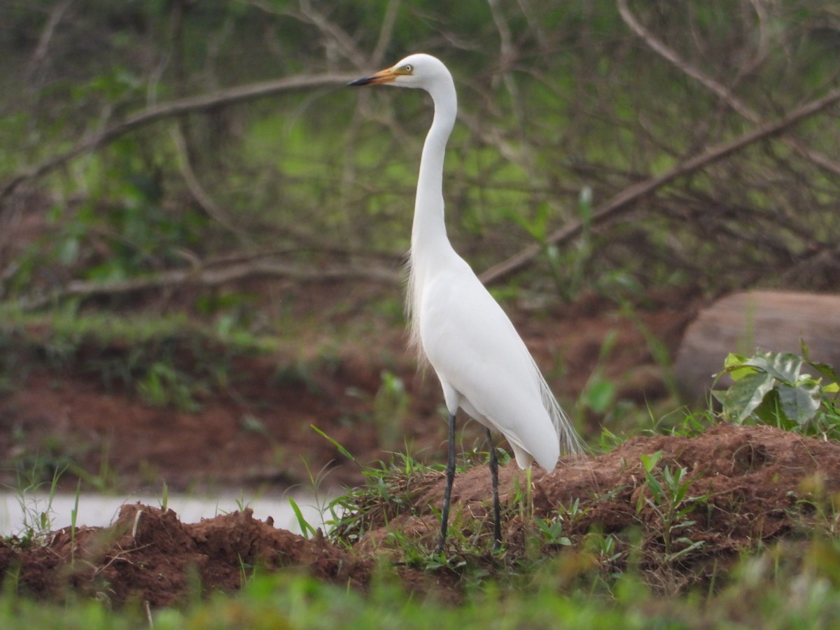 Medium Egret - ML639108087