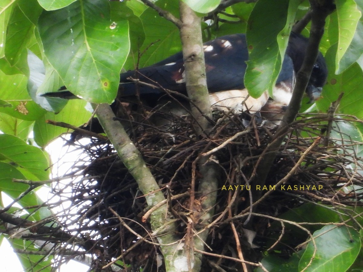 Black Baza - ML639108089