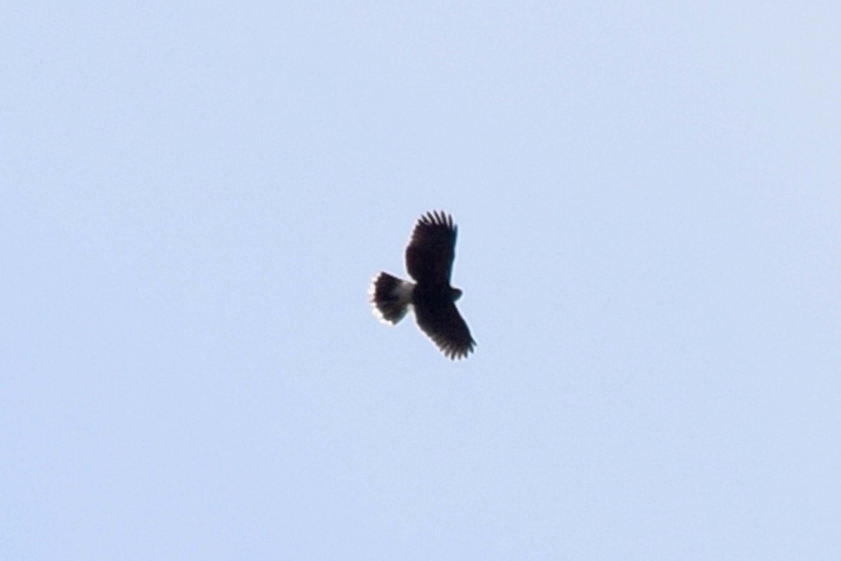 hawk sp. - ML639108111