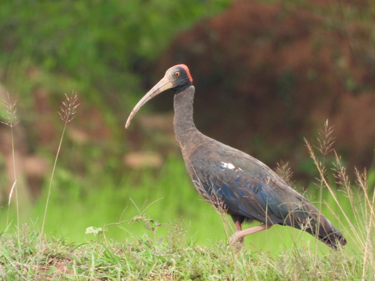 Red-naped Ibis - ML639108130