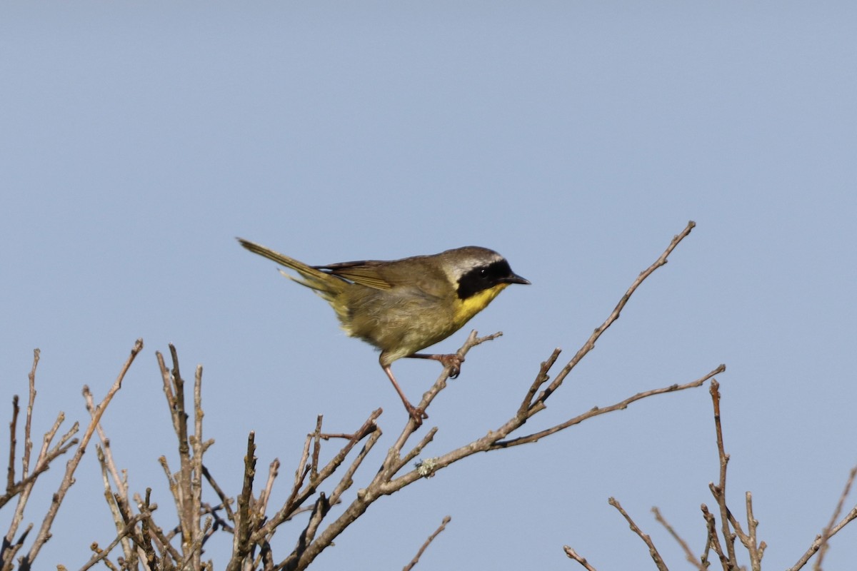 Common Yellowthroat - ML639108146