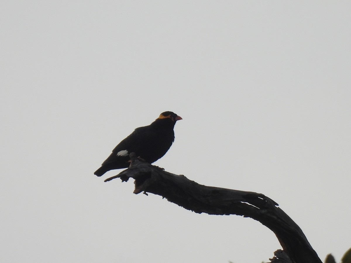 Common Hill Myna - ML639108162