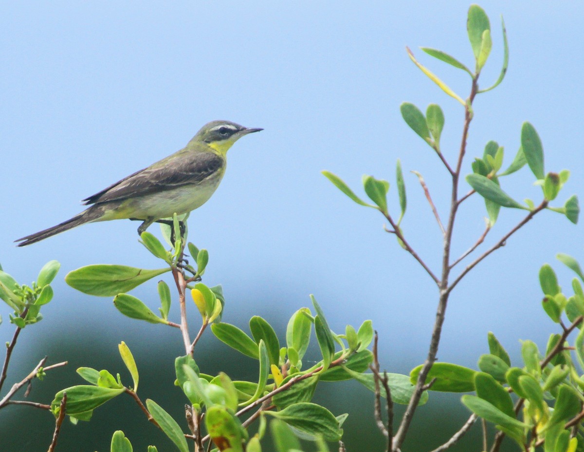 Eastern Yellow Wagtail - ML639108168