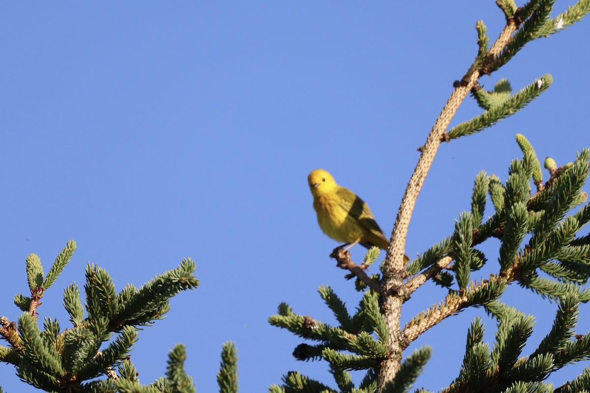 Northern Yellow Warbler - ML639108170